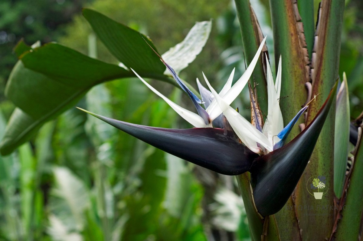 ΣΤΡΕΛΙΤΣΙΑ NICOLAI – Strelitzia nicolai - 1